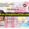 Maryland Drivers License Template